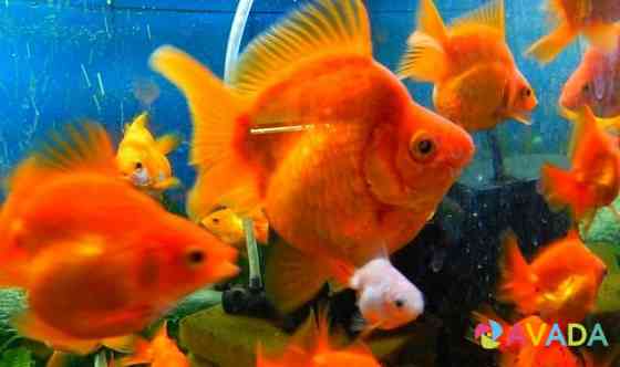 Золотая рыбка "Рюкин"(Goldfish Ryukin) Krasnoyarsk