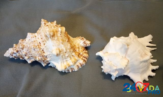 2 Морские раковины, по отдельности 20см и 17 см Tobol'sk - photo 1