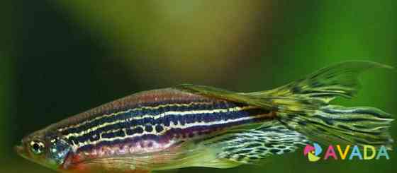 Рыбки оптом и в розницу Зеленодольск