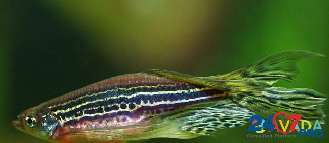 Рыбки оптом и в розницу Зеленодольск - изображение 2