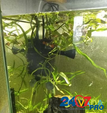 Гуппи и Аквариумные растения Zlatoust - photo 1