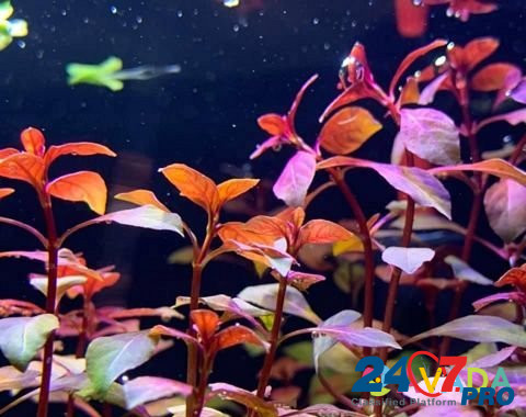 Оформление аквариумов живыми растениями Rostov-na-Donu - photo 5
