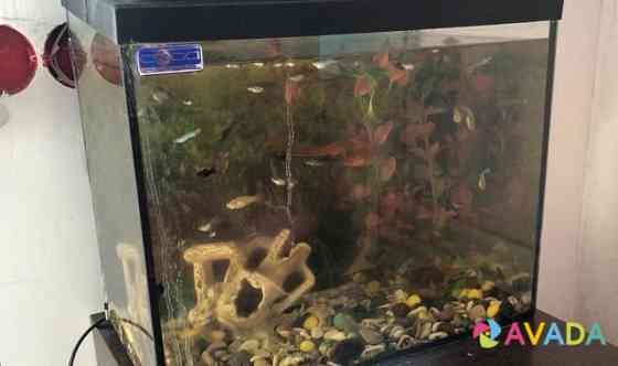 Рыбки и аквариум Biokombinat