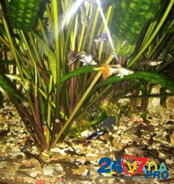 Рыбки для аквариума сомики Козлово - изображение 1