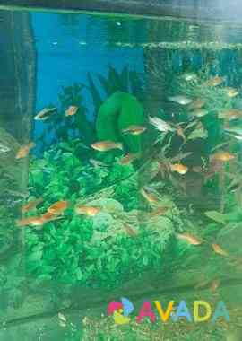 Рыбки аквариумные Mikhaylovka