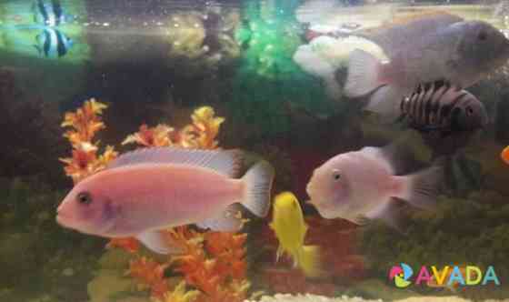 Яркие рыбки Cherepovets