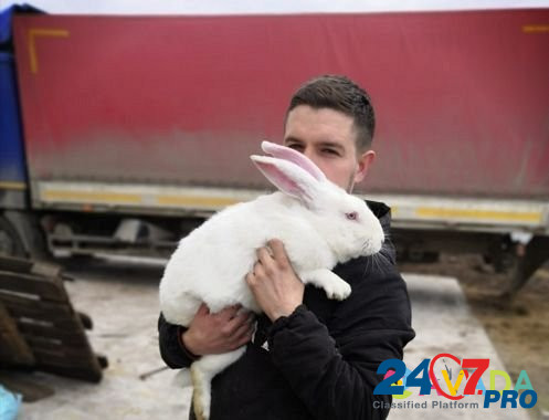 К. У. П. Л. Ю кроликов в вашем городе Bol'shoye Selo - photo 2