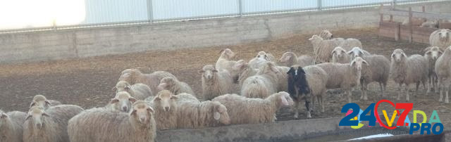 Овцы Урус-Мартан - изображение 8