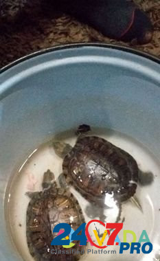 Черепахи Al'met'yevsk - photo 1