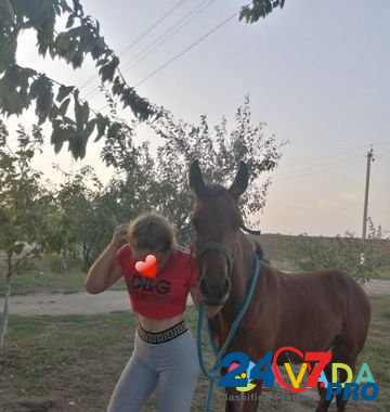 Лошадь Vyselki - photo 1