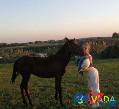 Лошадь Vyselki - photo 2