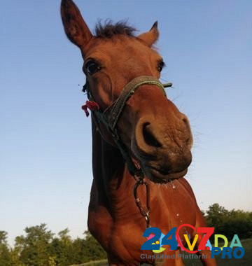 Лошадь Vyselki - photo 5