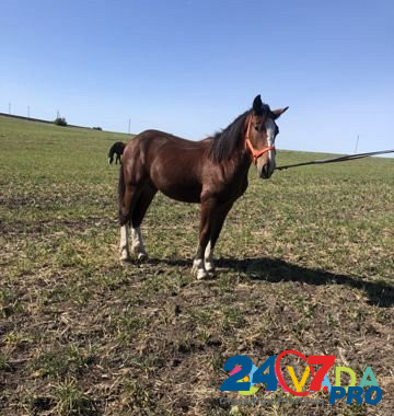 Лошадь Sudzha - photo 3