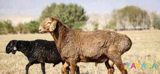 Продам овец эдильбаевской породы Ivanovo