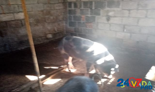 Хряк Свиньи Поросята Khumalag - photo 4