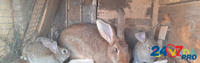 Кролик Mullovka - photo 4