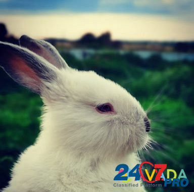 Кролик Zmiyevka - photo 1