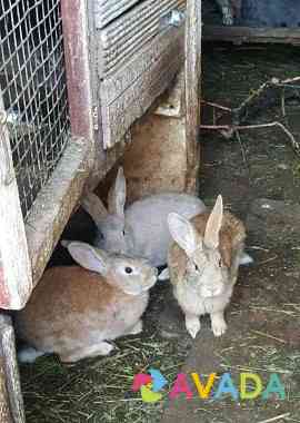 Кролики Kalach-na-Donu