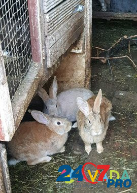 Кролики Kalach-na-Donu - photo 4