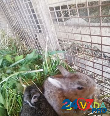 Кролики, крольчата Kstovo - photo 2