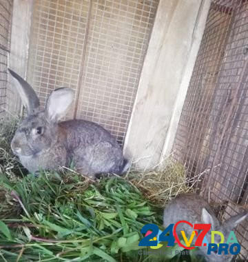 Кролики, крольчата Kstovo - photo 1