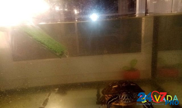 Черепашка с аквариумом Tver - photo 2