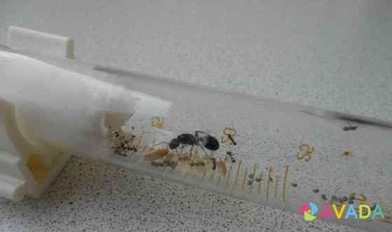 Муравьи messor structor(степной муравей-жнец) Таганрог