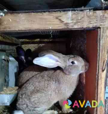 Кролики Cherepovets