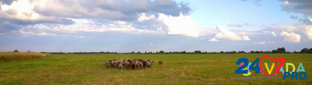Овцы Shatsk - photo 2