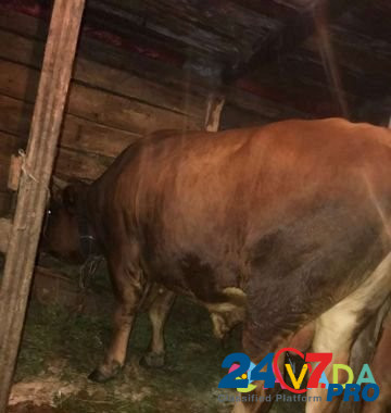 Коровы,быки Gatchina - photo 3