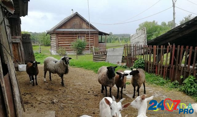 Козлята, ягнята. козы, баран Belev - photo 3