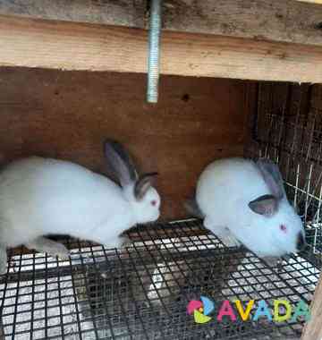 Кролики обмен Astrakhan'