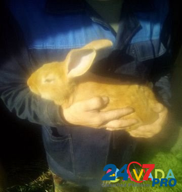 Бургундские кролики 3 месяца Белозерск - изображение 1