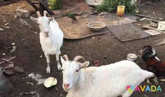 2 козы на мясо Orel