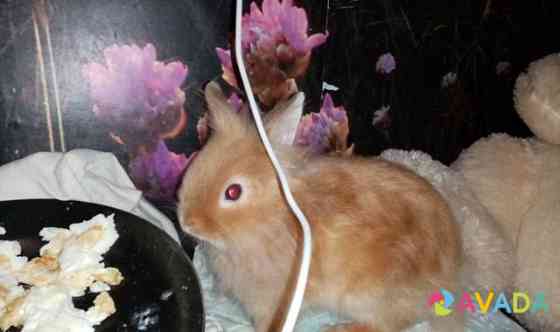 Крольчонок декоративный Kirov