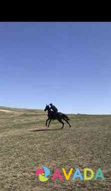 Лошадь жеребец Khasavyurt
