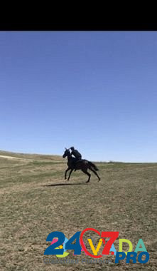 Лошадь жеребец Khasavyurt - photo 2