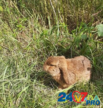 Кролик французкий вислоухийбаран Istok - photo 2