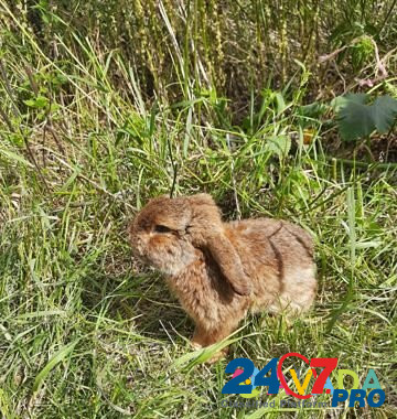 Кролик французкий вислоухийбаран Istok - photo 1