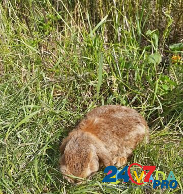 Кролик французкий вислоухийбаран Исток - изображение 4