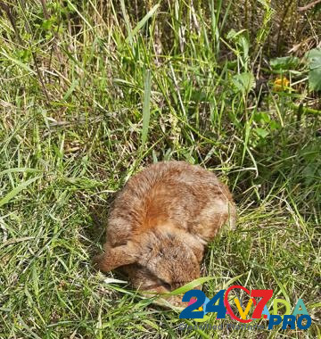 Кролик французкий вислоухийбаран Istok - photo 7