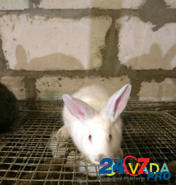 Кролик Syktyvkar - photo 1