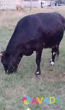Коровы дойные 4головы, корова подсосная с 2 бычкам Nartan
