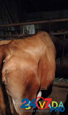 Коровы дойные 4головы, корова подсосная с 2 бычкам Nartan - photo 3