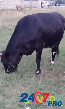 Коровы дойные 4головы, корова подсосная с 2 бычкам Nartan - photo 1