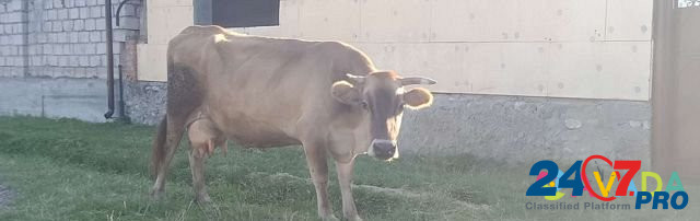 Коровы дойные 4головы, корова подсосная с 2 бычкам Nartan - photo 4