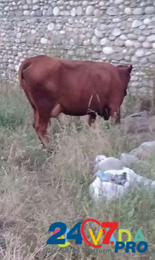 Коровы дойные 4головы, корова подсосная с 2 бычкам Nartan - photo 5