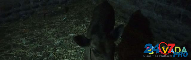 Коровы дойные 4головы, корова подсосная с 2 бычкам Nartan - photo 7