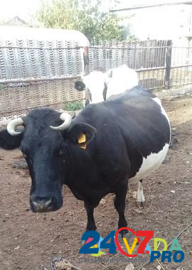 Продаю корову Zainsk - photo 1