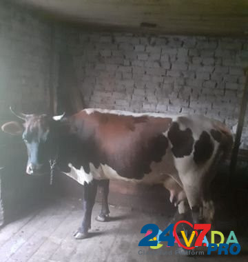Коровы дойные Sunzha - photo 1